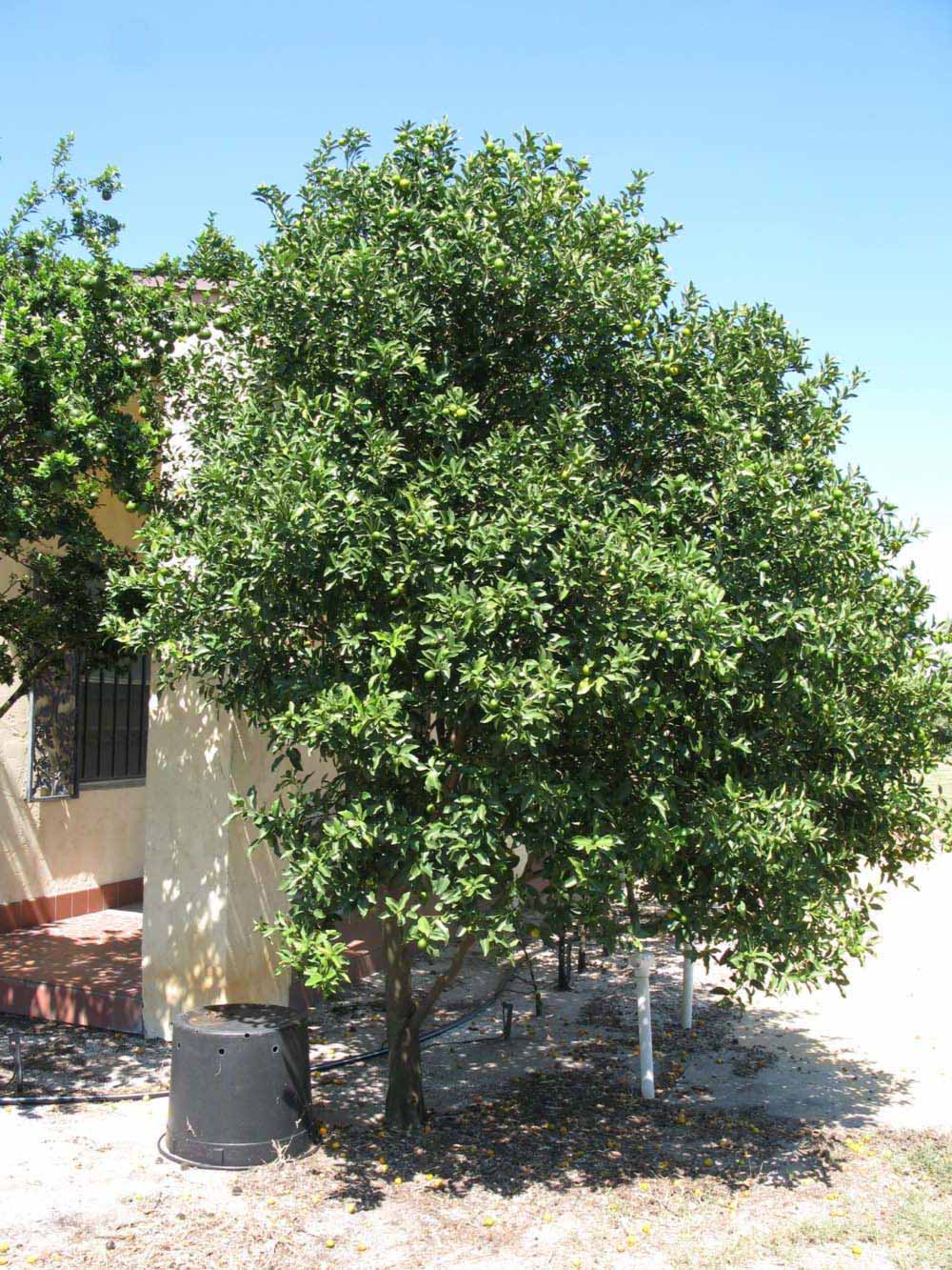            Habit (Winter Haven, FL)   